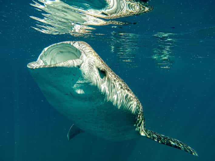 3 Hours La Paz Whale Shark Snorkeling GetYourGuide