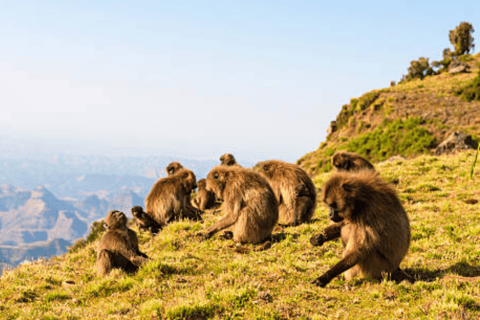 Debre Libanos: Faith, History, and the Portuguese Bridge