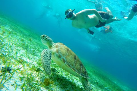 Cozumel: Excursão de mergulho com snorkel em Starfish, Stingrays e Turtle Bay