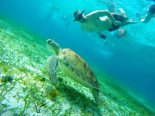Visit Cozumel Starfish, Stingrays, and Turtle Bay Snorkeling Tour in Cozumel