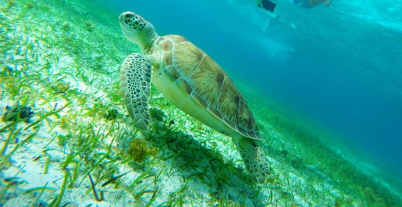 From Cozumel: Starfish, Stingrays & Turtle Bay Snorkeling