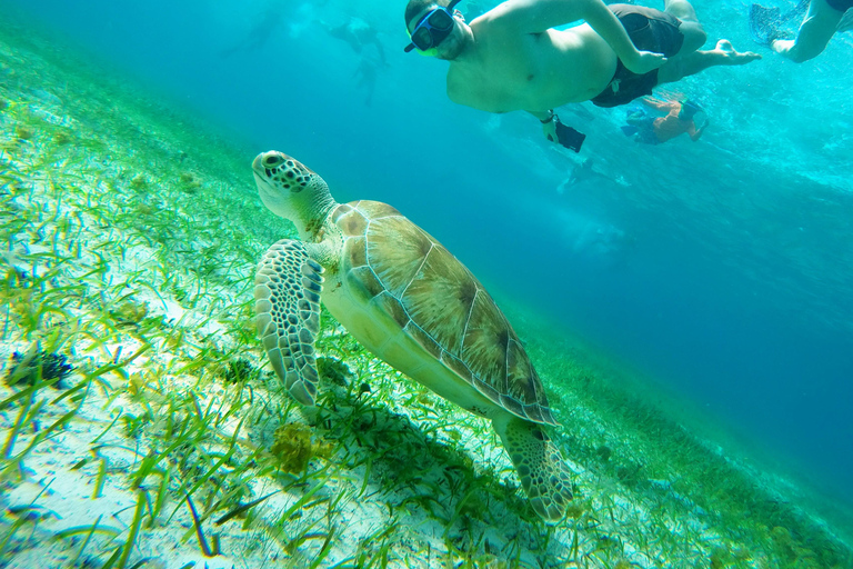 Cozumel: Starfish, Stingrays, and Turtle Bay Snorkeling Tour