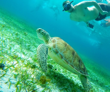 Cozumel: Starfish, Stingrays i Turtle Bay Snorkeling Tour