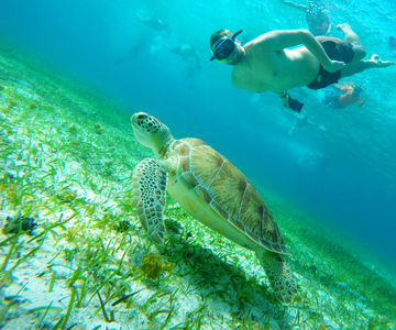 Cozumel: Seesterne, Stachelrochen und Schildkrötenbucht Schnorcheltour