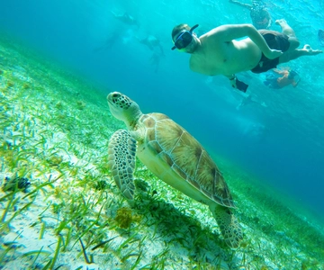 Cozumel: Excursão de mergulho com snorkel em Starfish, Stingrays e Turtle Bay
