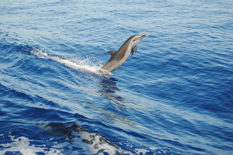 Hurghada: All-Inclusive Elite VIP Dolphin House & Massage Including Transfer from Hurghada