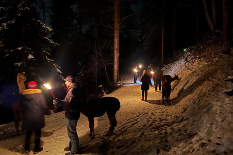 Guided llamawalk with a traditional, homemade cheesefondue