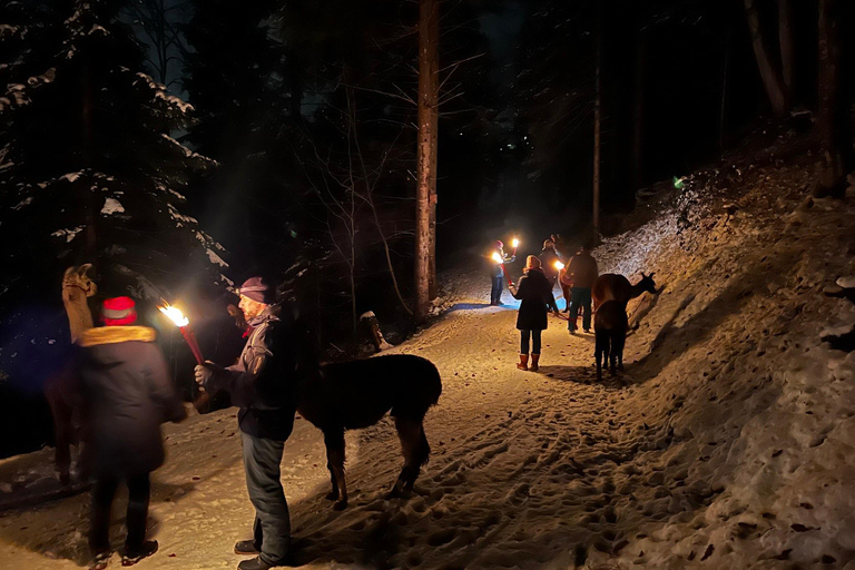 Guided llamawalk with a traditional, homemade cheesefondue