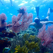 Pemuteran Bali: Menjangan Island Snorkeling Trip with Lunch