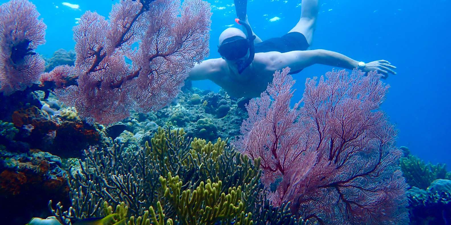 Pemuteran Bali: Menjangan Island Snorkeling Trip with Lunch