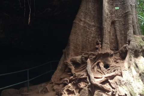 La forêt de Karura : Une visite à pied dans l'oasis naturelle de Nairobi