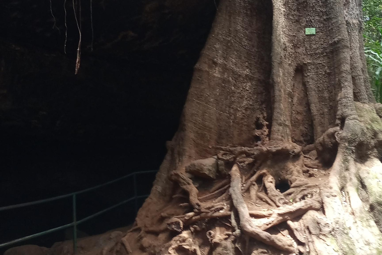 La forêt de Karura : Une visite à pied dans l'oasis naturelle de Nairobi