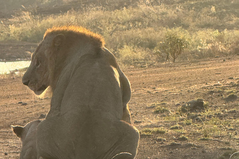 Nairobi Park Safari, Sheldrick's Orphanage & Giraffe Center Shared Drive in Open-Roof Van Game Drive