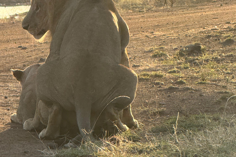 Nairobi Park Safari, Sheldrick's Orphanage & Giraffe Center Shared Drive in Open-Roof Van Game Drive