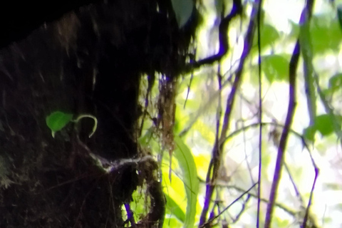 Aproveitando a vida selvagem em Monteverde