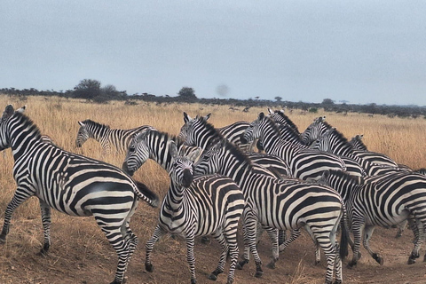 Nairobi National Park Half-Day Game Drive With Free Pick Up