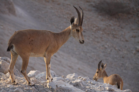 Dead Sea, Masada, Ein Gedi &amp; Qumran Day tour from Jerusalem