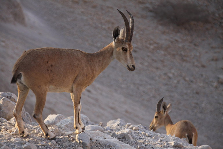 Döda havet, Masada, Ein Gedi &amp; Qumran Dagsutflykt från Jerusalem