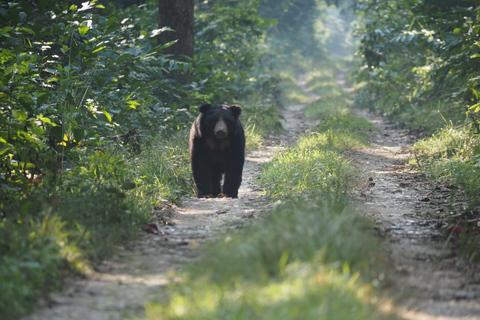 Chitwan National Park: Full-Day Jeep Safari with Lunch