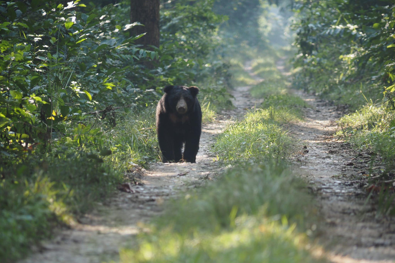 Chitwan National Park: Full-Day Jeep Safari with Lunch