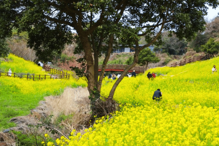 (Hotel PickUp) Jeju: West South Spring Canola & UNESCO Tour