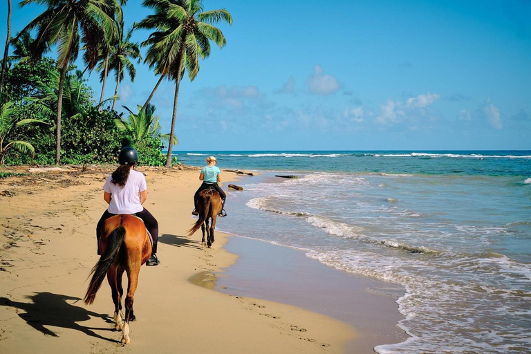 Buggies & Horses: Tropical Adventure with Beach, Nature, and Adrenaline Buggy & Horseback Riding: Tropical Adventure with Beach, Nature and Adrenaline