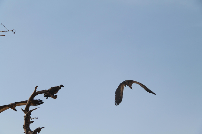 Addis Ababa: 8-Day Bale Mountains Birdwatching Tour