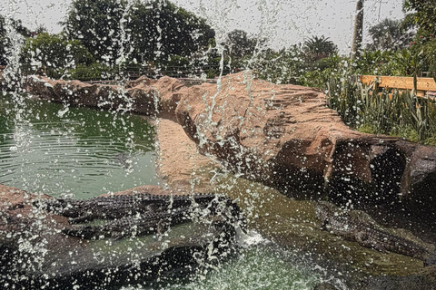Agadir: Spotting goats in the Argan trees and visit to Crocoparc
