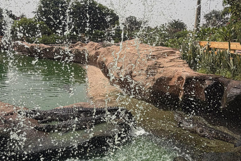 Agadir: Spotting goats in the Argan trees and visit to Crocoparc