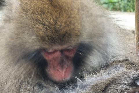 Nagano full day private tour with English speaking driver