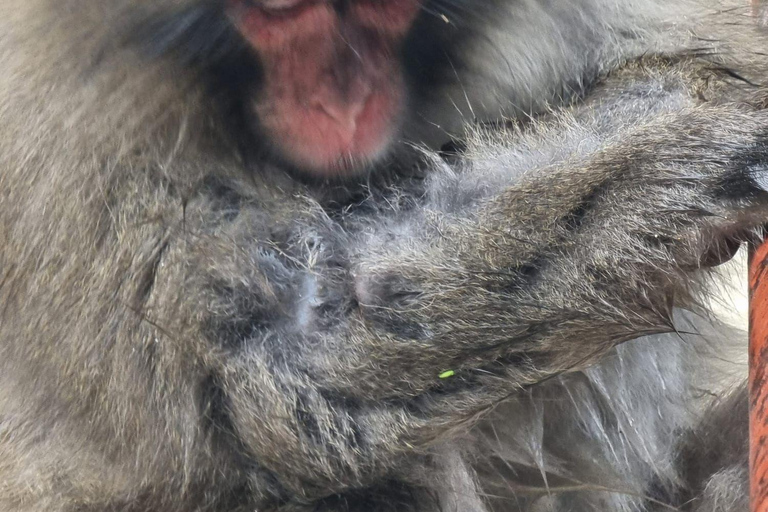 Nagano full day private tour with English speaking driver