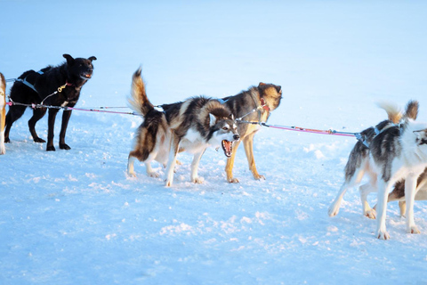 Rovaniemi: Insider 5km Husky Sledding Tour