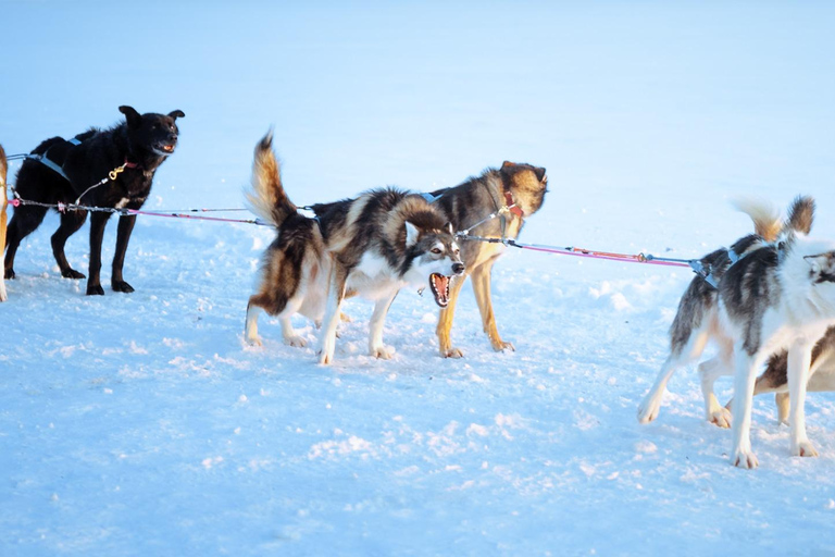 Rovaniemi: Insider 5km Husky Sledding Tour