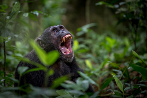 8-days-gorilla-chimpanzee-safari-tour