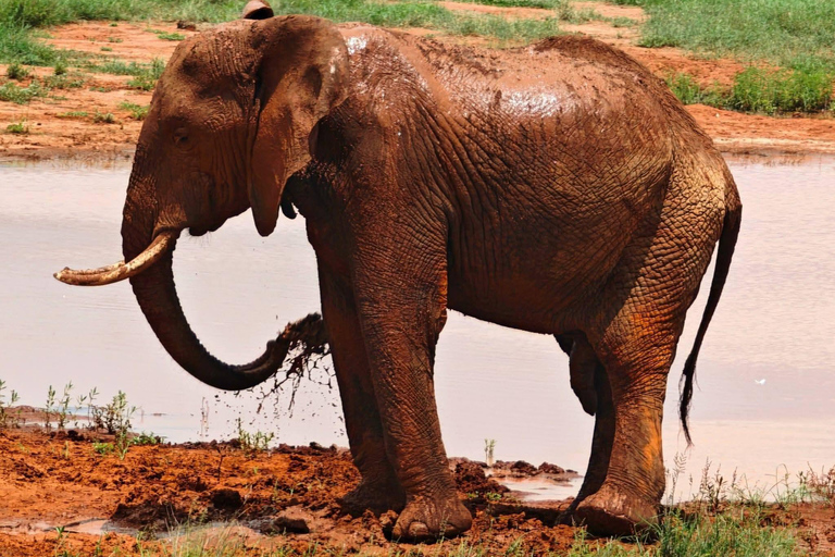 2-Day Tsavo East & Salt Lick Safari–Red Elephants & Treetop