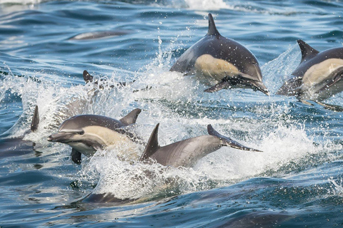 San Pedro: West Harbor LA Dolphin & Whale Watching Cruise