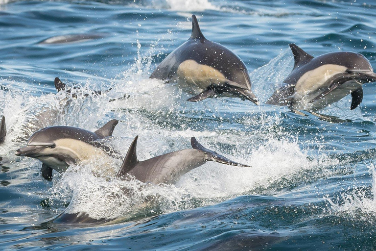 San Pedro: West Harbor LA Dolphin & Whale Watching Cruise