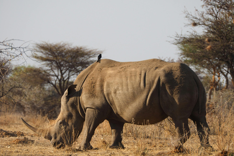 Kenya: tour guidato con trasferimento e guida localeKenya: tour guidato con trasporto e guida locale