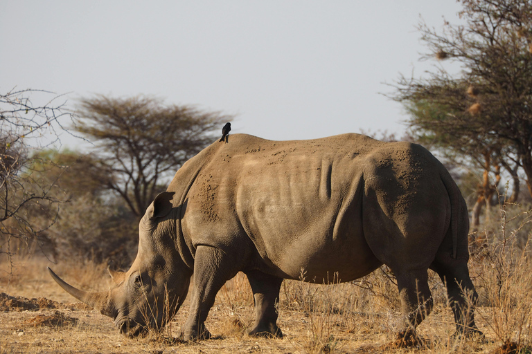 Kenya : visite guidée avec transfert et guide de la région