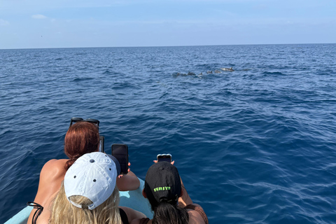 Puerto Escondido: Bootstour zu Delfinen und MeerestierenPrivate Tour