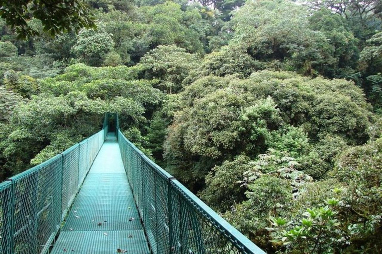 De San José: Tour particular de um dia pela Floresta Tropical de Monteverde