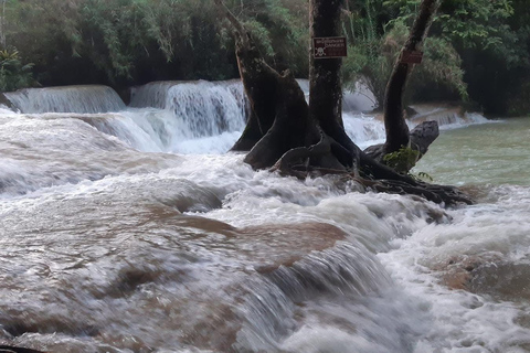 Slow boat to Pak Ou caves and Kuang Si falls Full-day tour