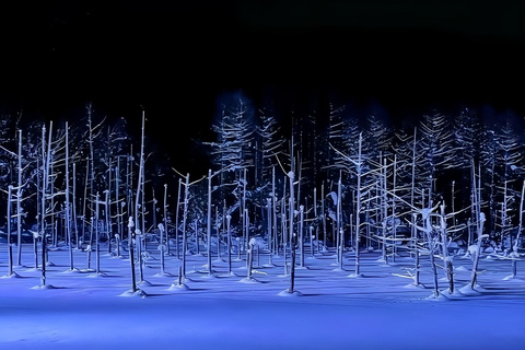 Sapporo: Blue Pond & Ningle Terrace Illumination, Biei Tour 10:40 – Departure：Sapporo Station North Exit Bus Parking Lot