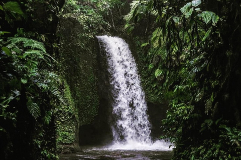 Ubud: Tirta Empul Tempel, Rijstterrassen en Waterval Tour