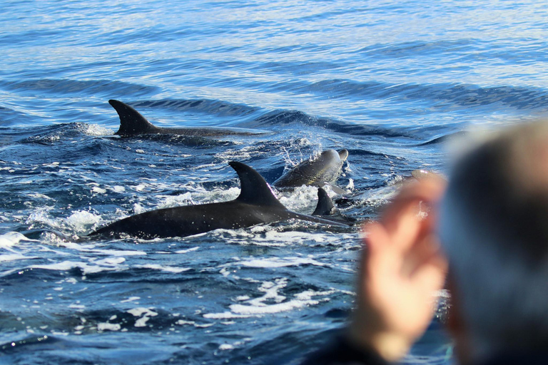 Whale and Dolphin Watching with Vila Franca Islet Visit