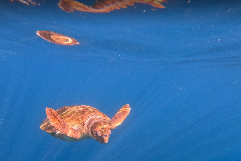 Tenerife: Turtle Bay - Kayak Rental with Drink and Equipment