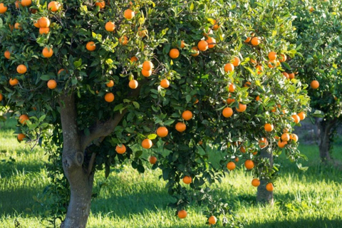 ZANZIBAR: Kamienne Miasto, farma przypraw i restauracja The RockWYCIECZKA PRYWATNA Z TRANSPORTEM