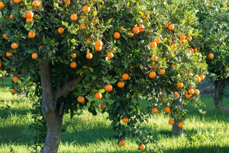 ZANZIBAR: Kamienne Miasto, farma przypraw i restauracja The RockWYCIECZKA PRYWATNA Z TRANSPORTEM