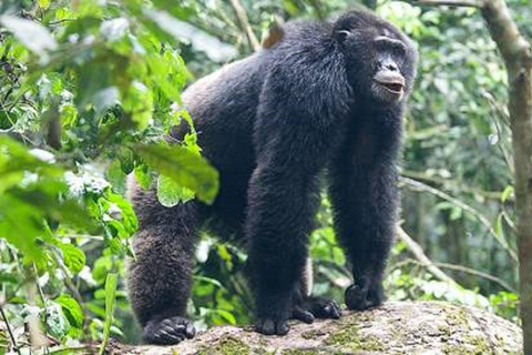 Uganda: 6-Day Uganda Primate Trekking Safari Tour