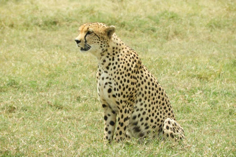 4 days Tsavo East, Amboseli and saltlick lodge safari